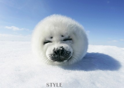 萌翻了！到世界動物觀賞地來一場“萌寵”之旅